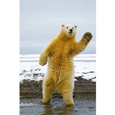 Afbeelding van Edition Colibri EISBÄR TANZT Grappige lenticulaire ansichtkaart met wiebeleffect (10223)