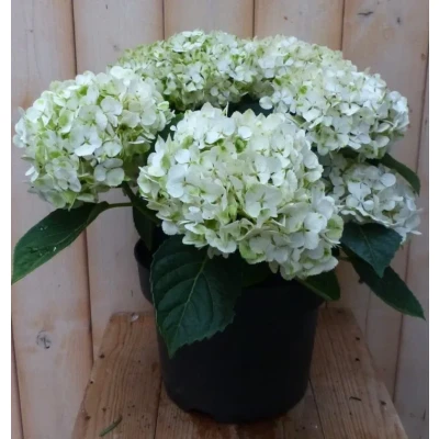 Afbeelding van Hortensia Hydrangea wit 40 cm Warentuin natuurlijk