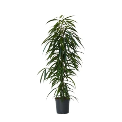 Afbeelding van Ficus Binnendijckii Alii Kamerplant Pot 21cm Hoogte 100 110cm P21