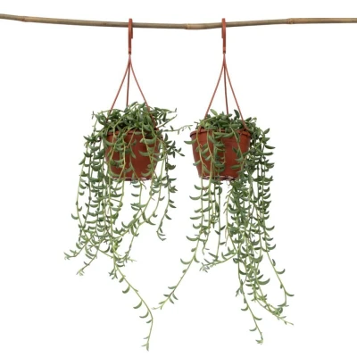 Afbeelding van Senecio Radicans Set van 2 String of Bananas Pot 12cm Hoogte 10 20cm
