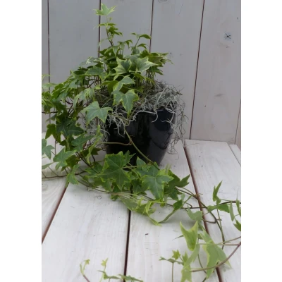 Afbeelding van Klimop Hedrea bont zwarte/antraciete pot 25 cm Warentuin Natuurlijk