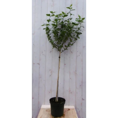 Afbeelding van Hibiscus op stam Blauw 180 cm 80 Warentuin natuurlijk