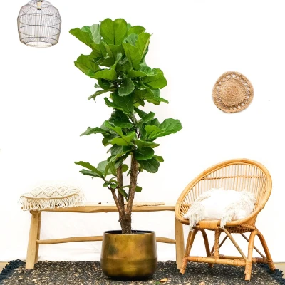 Afbeelding van Ficus Lyrata vertakt 180cm ⌀30