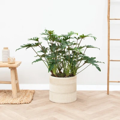 Afbeelding van Philodendron Xanadu 80cm