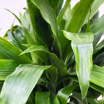 Afbeelding van Dracaena Deremensis Janet Lind vertakt 150cm