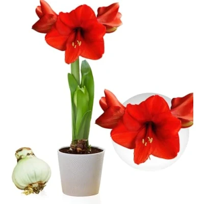 Afbeelding van Amaryllis Red Passion bol, 1 bol in groot formaat 26/30, Exclusieve bloembollen, planten en bloemen uit Nederland, Echte Hippeastrum bollen (geen zaden, niet was kunstmatig)