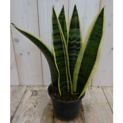 Afbeelding van Kamerplant Vrouwentong Sansevieria geelbont 30 cm Warentuin Natuurlijk