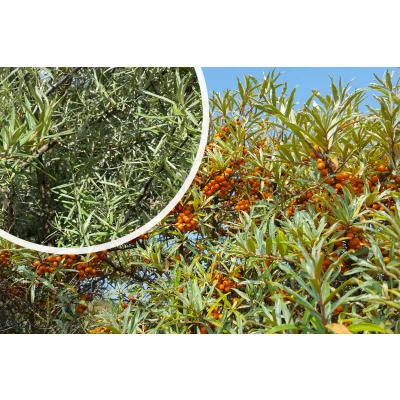 Afbeelding van Duindoorn Hippophae rhamnoides