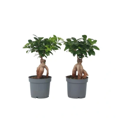 Afbeelding van Ficus Ginseng Japanse Bonsai Set van 2 Pot 12cm Hoogte 30 40cm