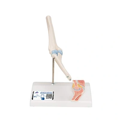 Afbeelding van 3B Scientific Menselijke anatomie mini ellebooggewricht met doorsnede + gratis anatomiesoftware Smart Anatomy