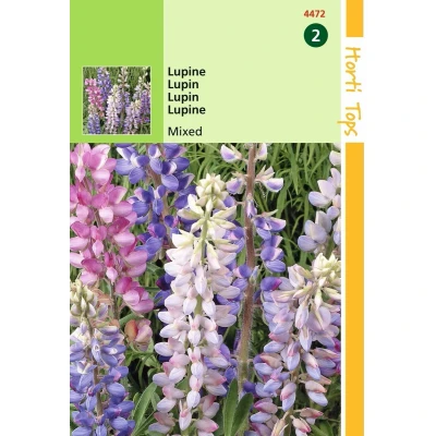Afbeelding van 2 stuks Lupinus Hartwegii Kleurenmengsel