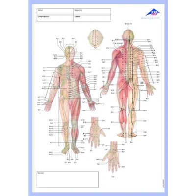 Afbeelding van 3B Scientific Acupunctuur Meridiaan notitieblok, Duits