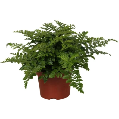 Afbeelding van Plantenboetiek.nl Asplenium Parvati Kamerplant Hoogte 25cm Potmaat 12cm