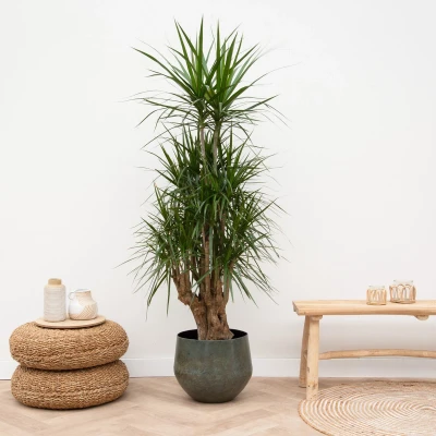 Afbeelding van Dracaena Anita Variegata 120cm