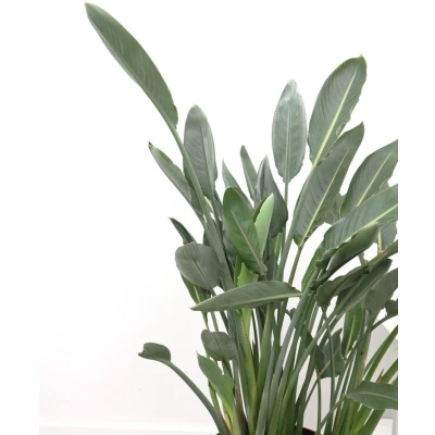 Afbeelding van Strelitzia Reginea 120cm Copy