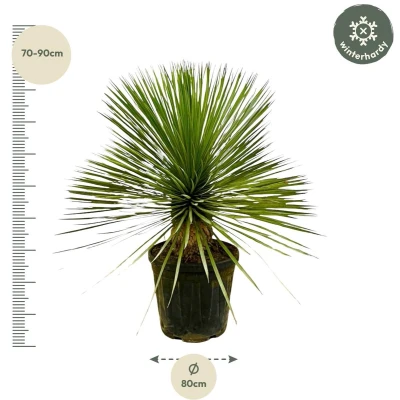 Afbeelding van Yucca Rostrata op stam 70 cm Ø27
