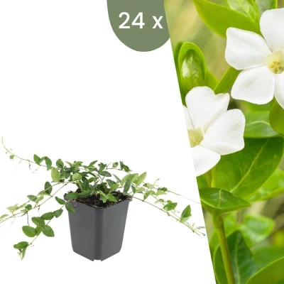Afbeelding van Plants by Frank 24 Witte Maagdenpalm planten Vinca minor &#039;Alba&#039; Winterharde bodembedekker tuinplanten vaste meerjarig