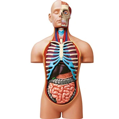 Afbeelding van EXPLORA Romp Anatomie van het menselijk lichaam 546080 Realistisch model 54 onderdelen Montagehandleiding en educatieve quiz Ontdekkingsset Vanaf 8 jaar