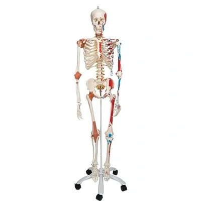 Afbeelding van 3B Scientific Menselijke anatomie skeletmodel Sam met spieren en gewrichtsbanden, aan bekken bevestigde hangende standaard A13 + gratis anatomiesoftware slimme