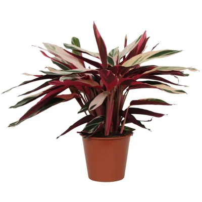 Afbeelding van Calathea Triostar (Stromanthe)