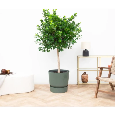 Afbeelding van Ficus Microcarpa Panda 180cm