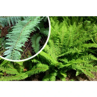 Afbeelding van Zachte naaldvaren Polystichum setiferum