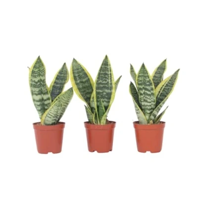 Afbeelding van Sansevieria Laurentii Set van 3 Vrouwentong Pot 12cm Hoogte 30 40cm