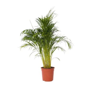 Afbeelding van Dypsis Lutescens XXL Goudpalm Pot 27cm Hoogte 140 150cm