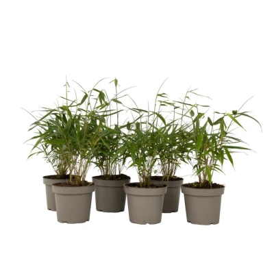 Afbeelding van Fargesia Asian Set van 6 Niet woekerende Bamboe Pot 13cm Hoogte 25 40cm
