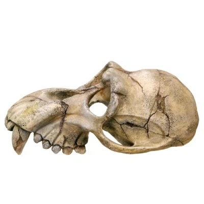 Afbeelding van Nobby apenschedel aquariumdecoratie 22,5 x 14,5 11 cm