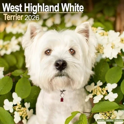 Afbeelding van West Highland White Terrier Kalender 2026
