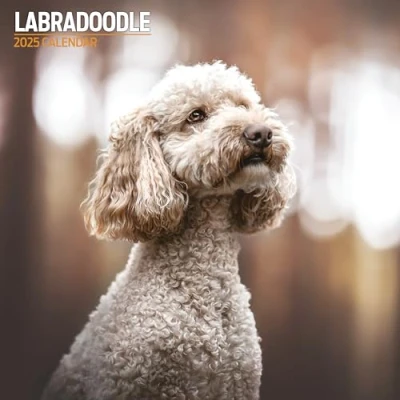 Afbeelding van Labradoodle 2025 Traditionele kalender