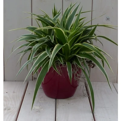Afbeelding van Chlorophytum in donkerrode pot 25 cm Warentuin Natuurlijk