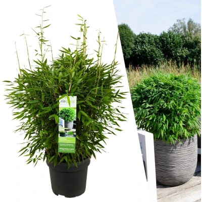 Afbeelding van Plants by Frank XL Bamboe Plant 1 x Fargesia moontears &#039;Boobux&#039; Ø29 cm ↕70 Planten