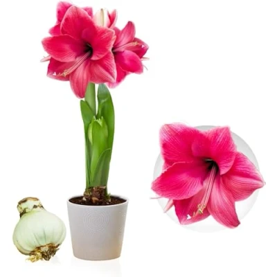 Afbeelding van Amaryllis Pink Passion bol, 1 bol in groot formaat 26/30, exclusieve bloembollen, planten en bloemen uit Holland, echte Hippeastrum bollen (geen zaden, niet was kunstmatig)