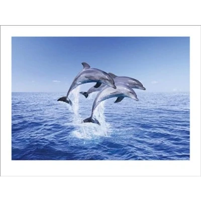 Afbeelding van Kunstdruk Dolphin Trio 50x40cm