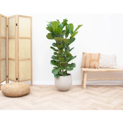 Afbeelding van Ficus Lyrata struik 160cm