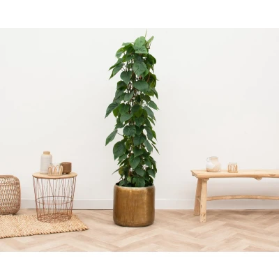 Afbeelding van Philodendron Scandens 170cm