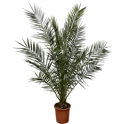 Afbeelding van Plantenboetiek.nl Phoenix Canariensis Ø 24cm Hoogte 180cm