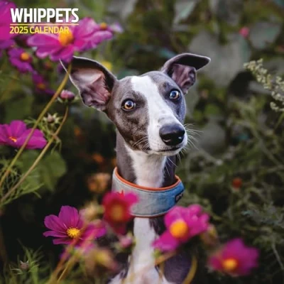 Afbeelding van Whippets 2025 Traditionele kalender