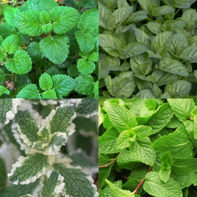 Afbeelding van Green boutiQ Borderpakket Thee kruiden 24 Vaste planten 3 m2 Diversen kleuren Weinig Onderhoud Pot 11cm
