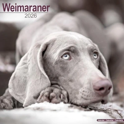 Afbeelding van Weimaraner Kalender 2026