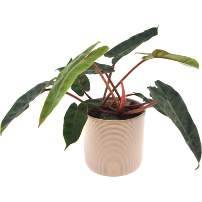Afbeelding van Philodendron Billietiae 30cm incl. Off white keramieken pot