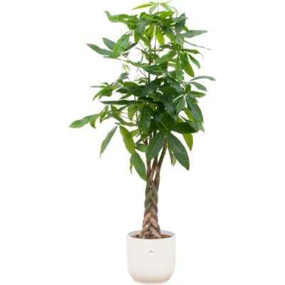 Afbeelding van Pachira Aquatica + elho Vibes Fold Round wit Ø30 160 cm