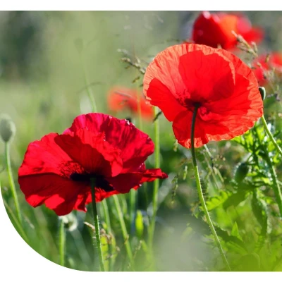 Afbeelding van Grote Klaproos Papaver Rhoeas 100 Gram MRS Seeds &amp; Mixtures