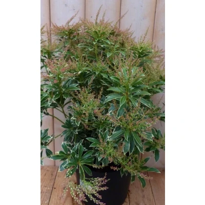 Afbeelding van Pieris Witbont Groen 50 cm Warentuin natuurlijk