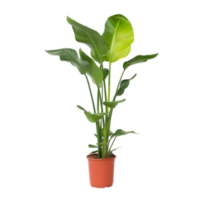 Afbeelding van Strelitzia Nicolai Paradijsvogelplant Pot 21cm Hoogte 90 110cm