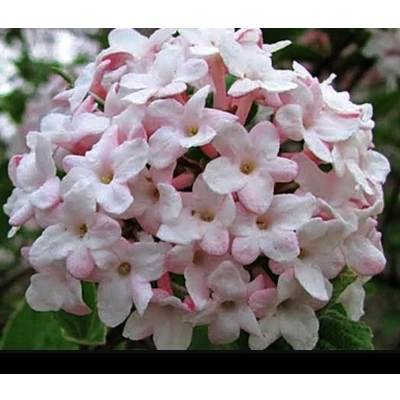 Afbeelding van 2 x Viburnum carlesii Sneeuwbal 40 60 cm in pot