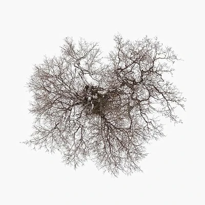 Afbeelding van John Metcalfe Tree (2 LP)