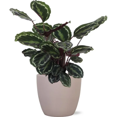 Afbeelding van Calathea Medaillon Ø21cm 70cm in Boule taupe pot